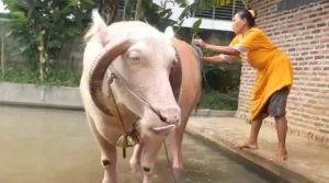 Kerbau Bule Di Pandeglang Ditawar Rp 2 miliyar diyakini bisa Sembuhkan Penyakit