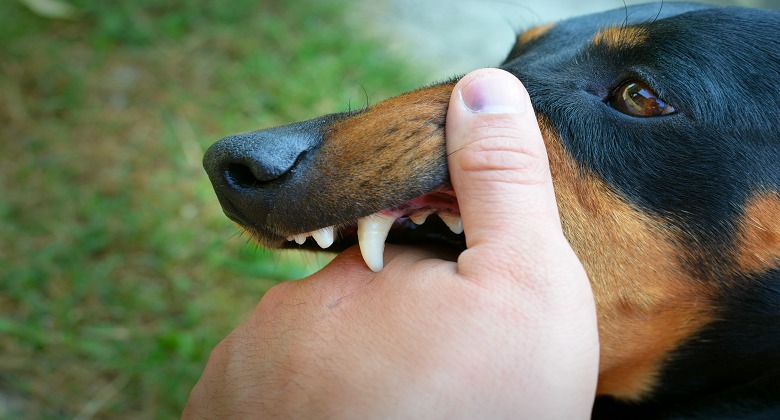Gejala Rabies dan Pengobatan