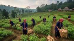 Suku Badui Panen ‘Emas Hijau’, Kencur dan Jahe Jadi Penopang Ekonomi Utama