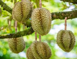 Dari 27 Spesies Durian Dunia, 21 di Antaranya Tumbuh di Indonesia, Siap Jadi Pemasok Premium Dunia