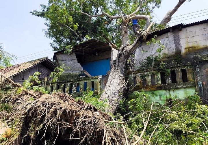 Angin Puting Beliung Landa Mauk, Pohon Raksasa Tumbang Timpa Pagar SD Margahayu
